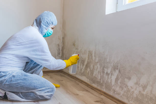 Licensed Black Mold Removal service in Davidsonville, MD - WQB Mold Removal