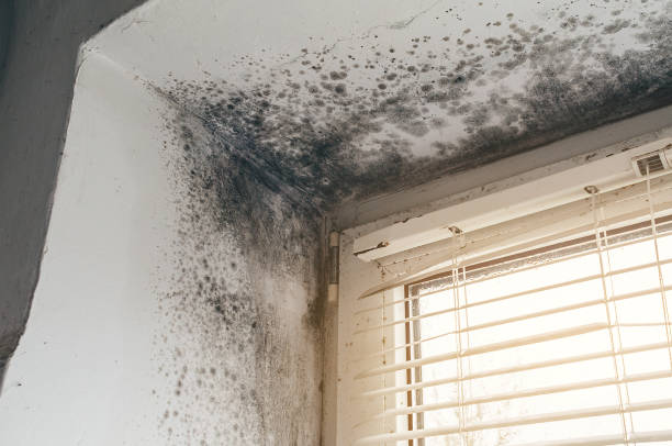 Affordable Black Mold Removal solutions in Davidsonville, MD